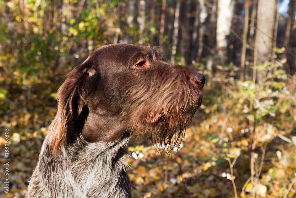 Drathaar portrait in profile against a background of an autumn f