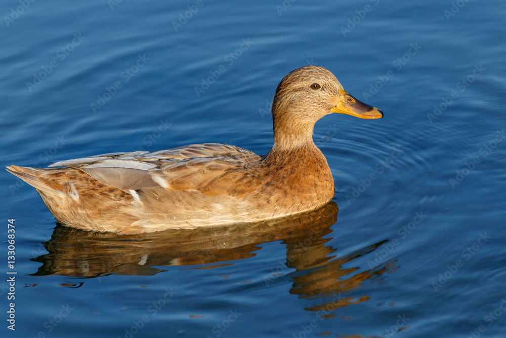 Yellow duck on blue water Yellow duck on blue water