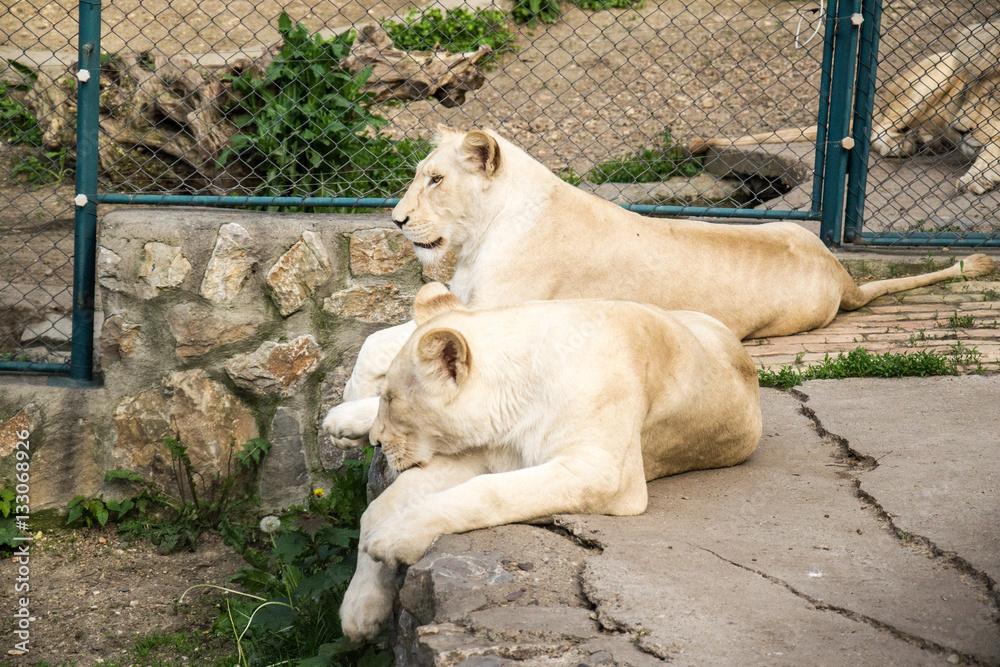 Naklejka premium White Lion