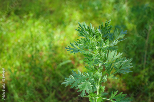 Scrub the young, silvery green herb -Artemisia absinthium, in the field.