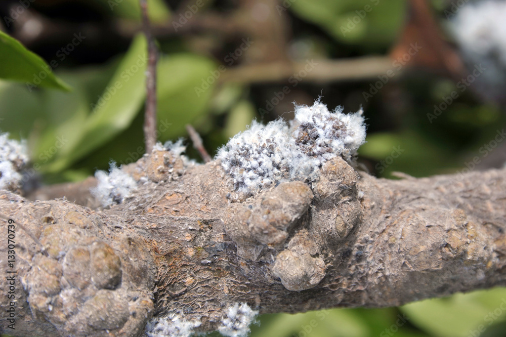 Woolly Woolly