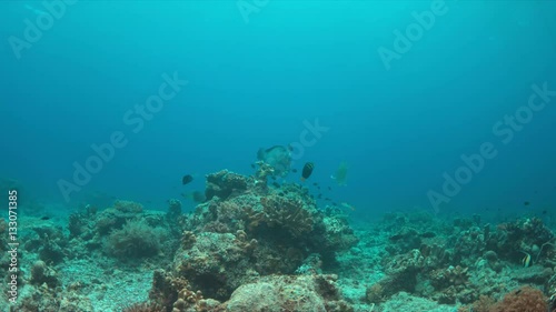 Wallpaper Mural Humphead Parrotfish on a colorful coral reef.  4k footage Torontodigital.ca