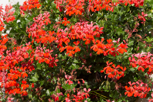 Fototapeta Naklejka Na Ścianę i Meble -  Flowers of a red geranium close up