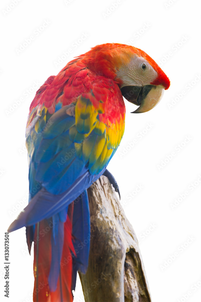 Fototapeta premium Colorful parrot isolated in white background