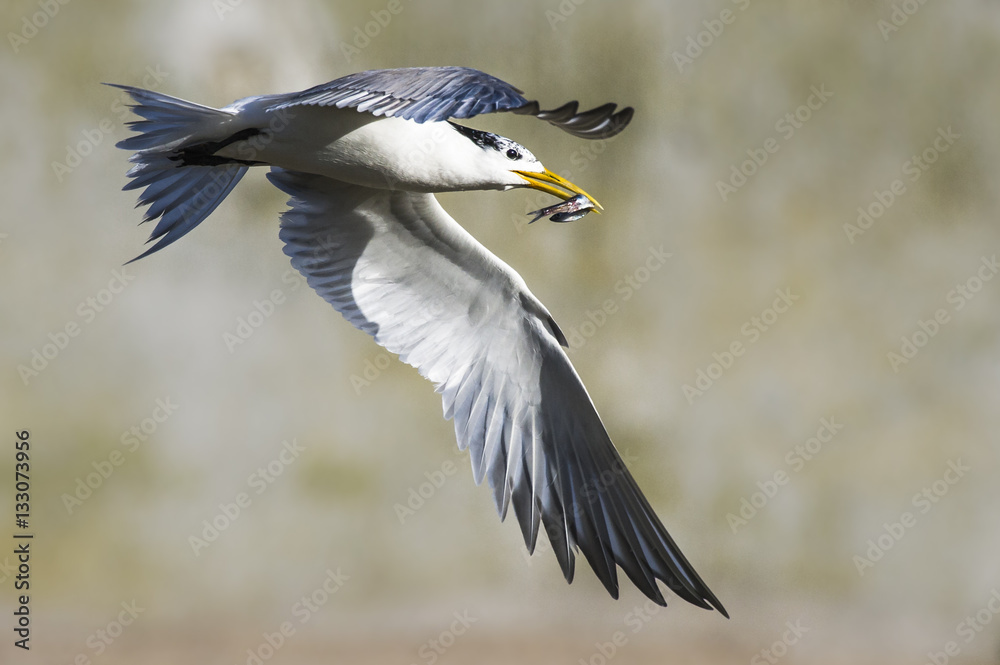 Swift tern carrying fish, Western Cape, South Africa Swift tern carrying fish, Western Cape, South Africa