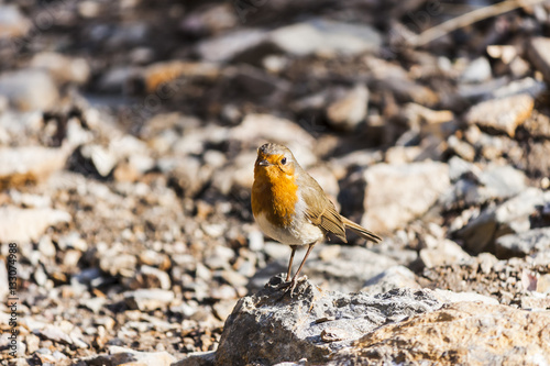 Portrait of a robin bird standing on a stone