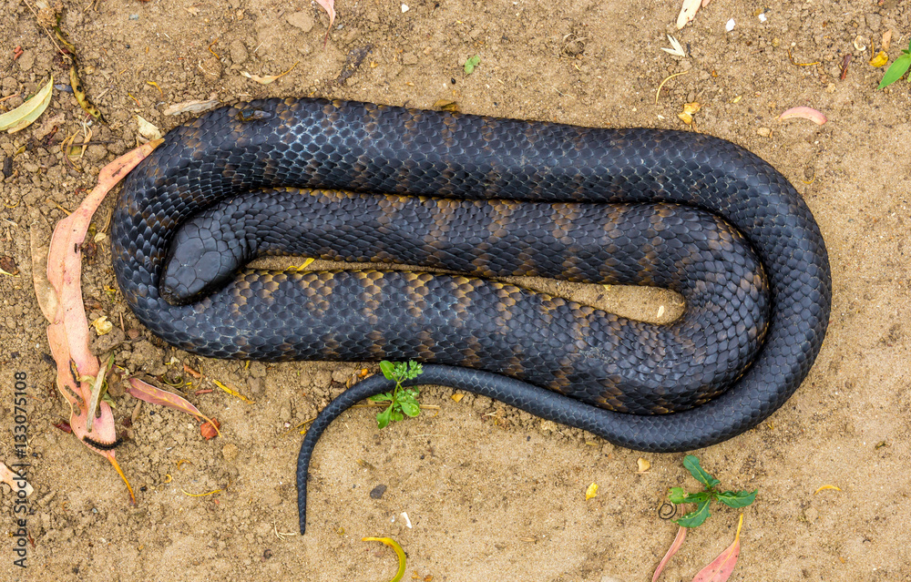 Obraz premium sleeping tiger snake Notechis scutatus