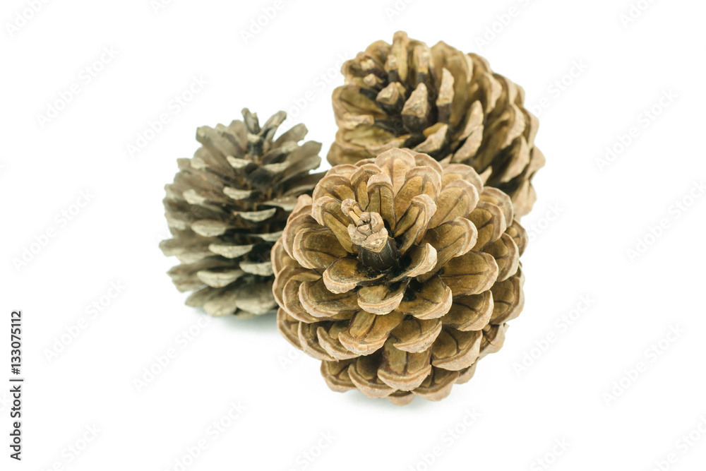 Pine cone isolated on white background Pine cone isolated on white background