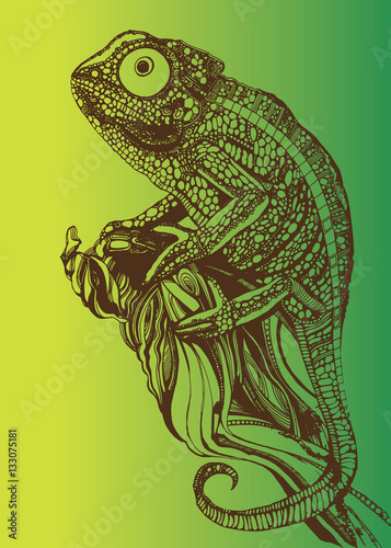 chameleon lizard drawing color graphics details branch