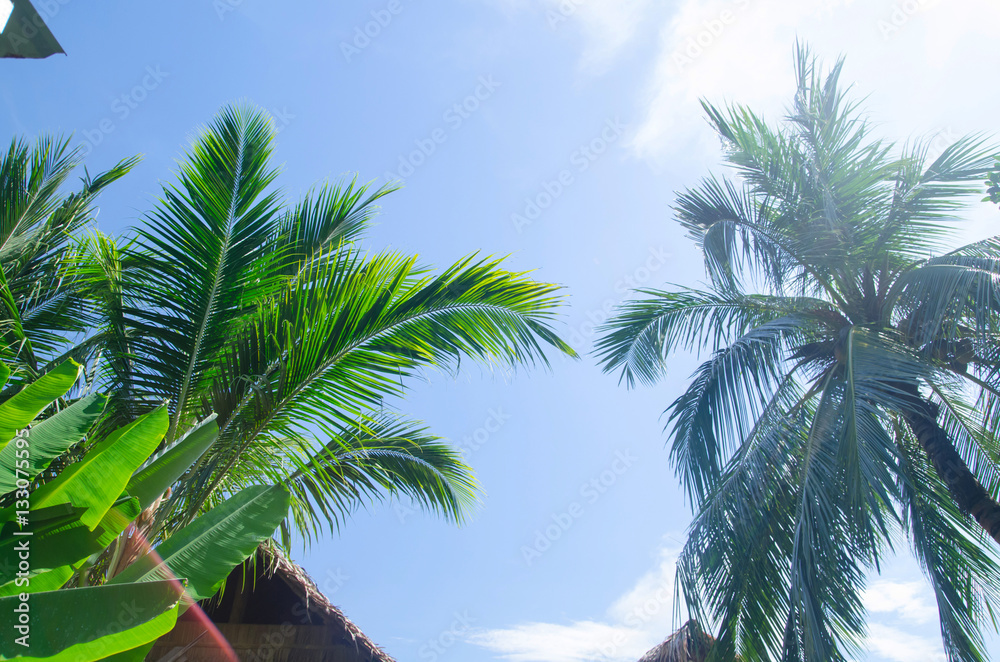 Obraz premium Palm trees against blue sky.