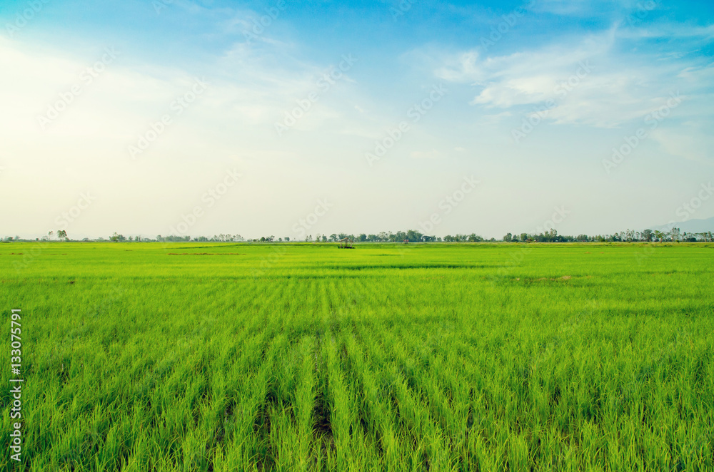 Fototapeta premium Rice field green grass blue sky cloud cloudy landscape backgroun