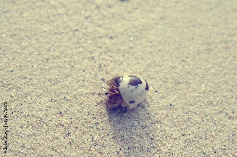  hermit crab on sand beach