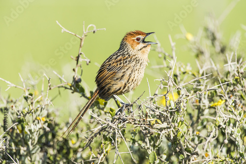 Cape Grassbird singing from the top of a bush photo