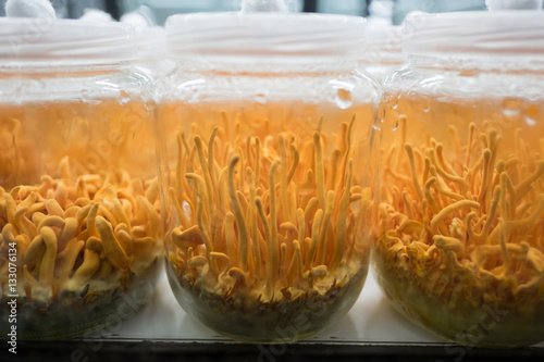 Cordyceps militaris Mushroom