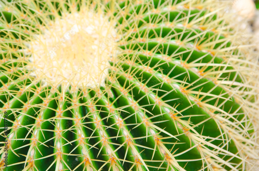 cactus in pot on wall decoration home cactus in pot on wall decoration home