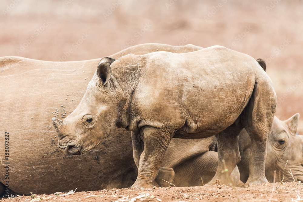 White Rhino calf standing near its protective mother White Rhino calf standing near its protective mother