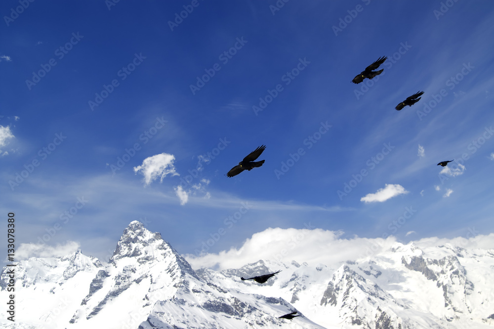 Flock of Alpine Chough (Pyrrhocorax graculus) flying in winter s Flock of Alpine Chough (Pyrrhocorax graculus) flying in winter s