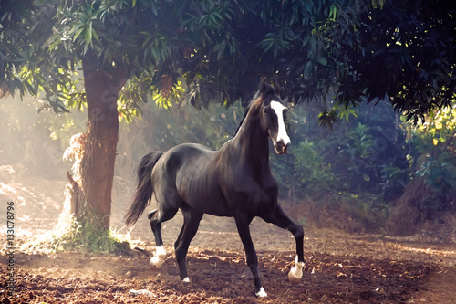 Canvastavla running marwari black stallion at freedom