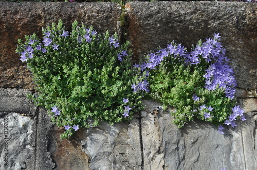 blossom on stone