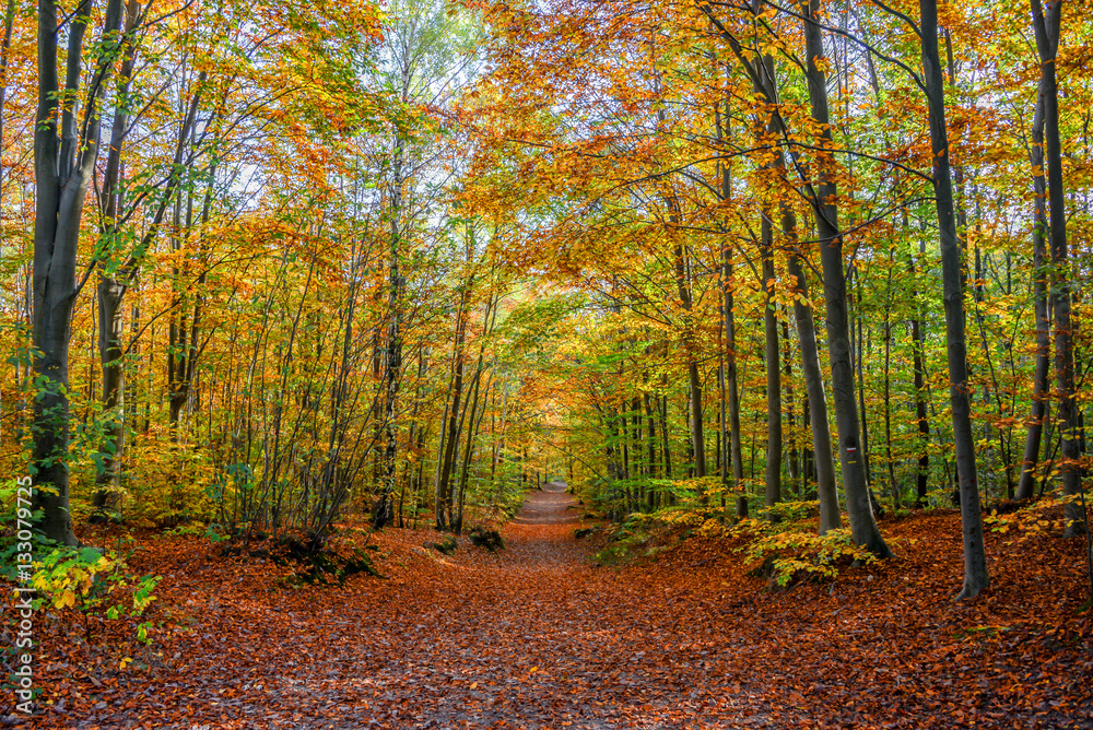 Footpath in a forest in autumn