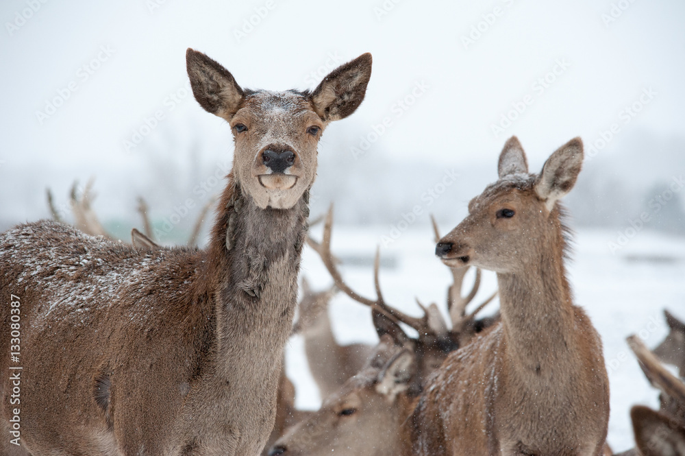 Fototapeta premium Hirsche und Rehe im Schnee