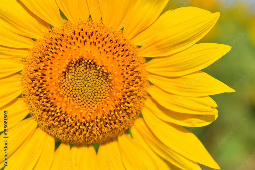Sunflowers bloom in garden on the autumn. Sunflowers bloom in garden on the autumn.