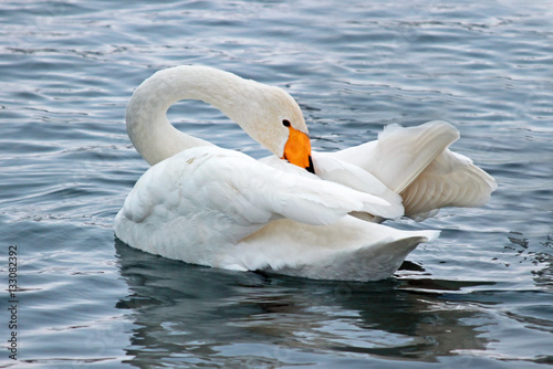 White Swan on a winter lake