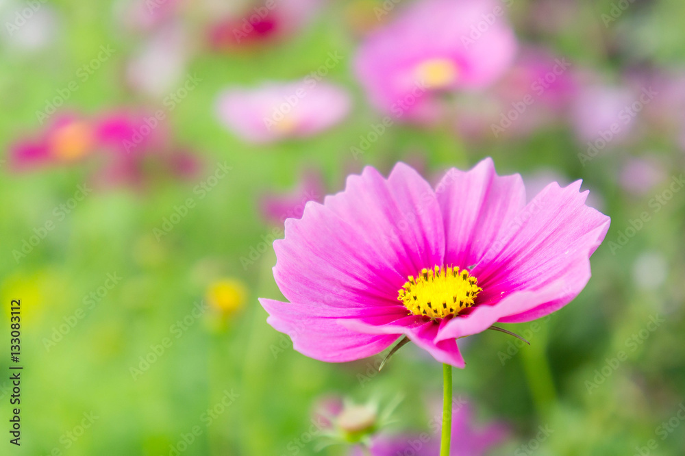 Cosmos flowers in the park , Beautiful pink flowers in the gard Cosmos flowers in the park , Beautiful pink flowers in the gard