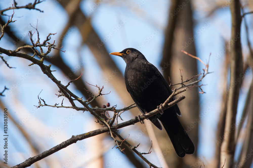 Amsel auf Ast