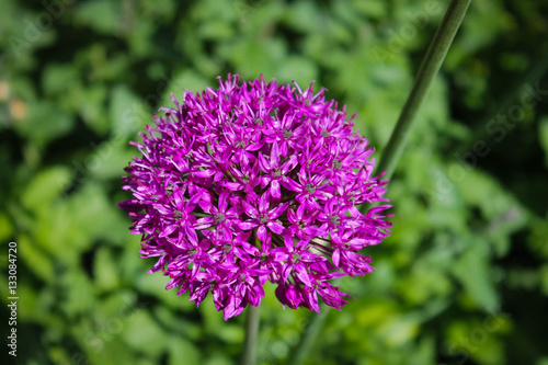 Purple Flower