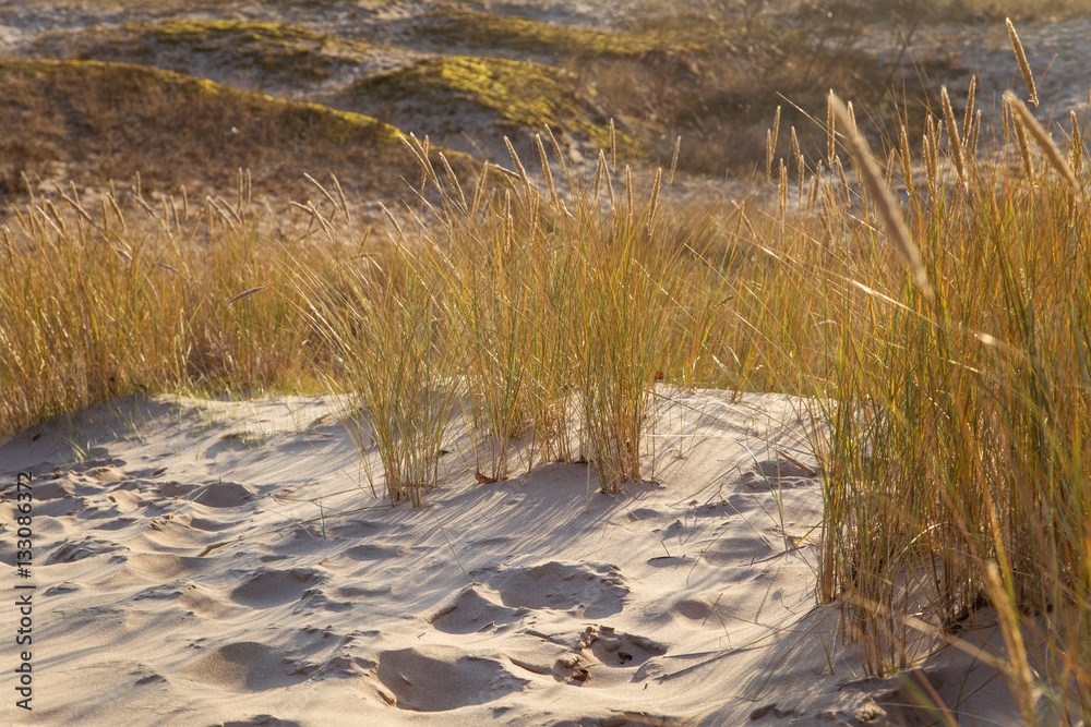 A beautiful landscape of dunes on the coastline of Baltic sea A beautiful landscape of dunes on the coastline of Baltic sea
