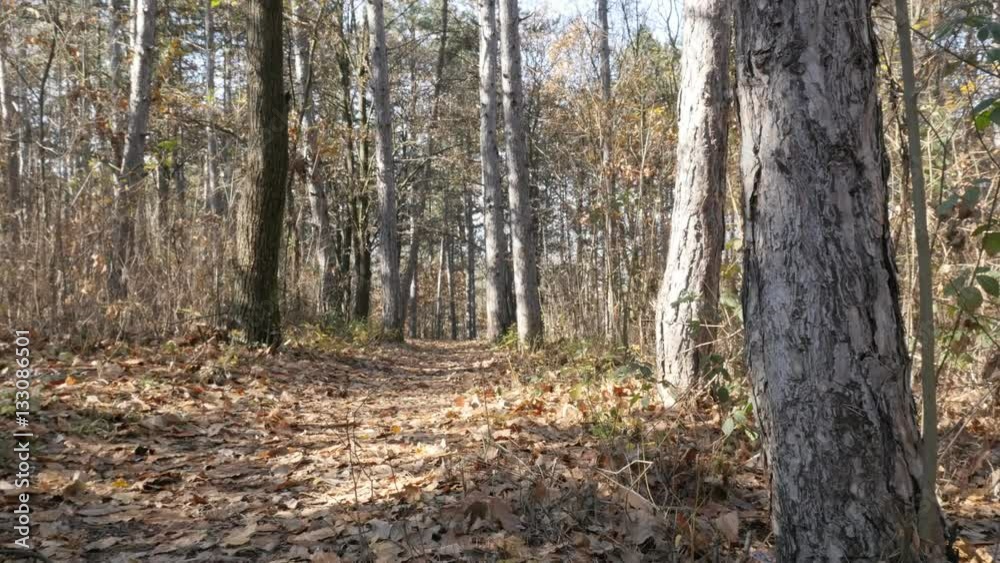 Pathway leading through autumn forest alley slow tilt 4K 2160p 30fps UltraHD footage - Fall in the park with fallen golden tree leaves on ground 3840X2160 UHD tilting video Pathway leading through autumn forest alley slow tilt 4K 2160p 30fps UltraHD footage - Fall in the park with fallen golden tree leaves on ground 3840X2160 UHD tilting video