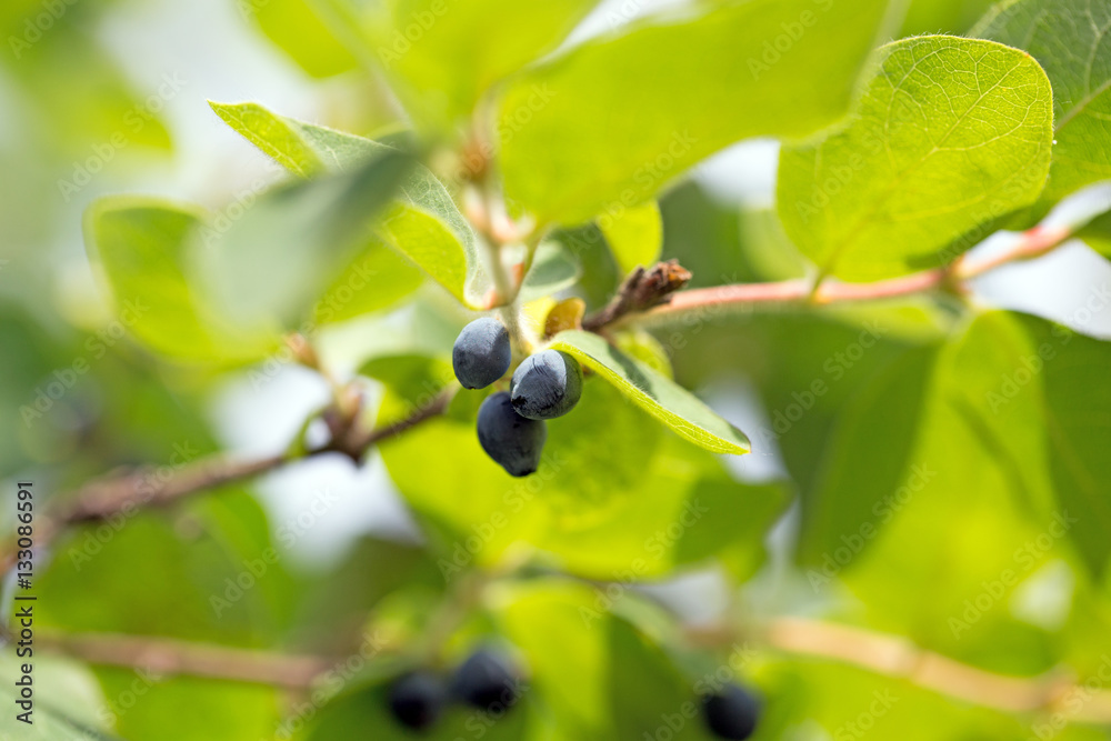 Honeysuckle berries on branch. Lonicera edulis Honeysuckle berries on branch. Lonicera edulis