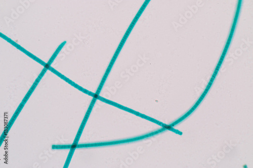 Oscillatoria in the microscopic view.. photo
