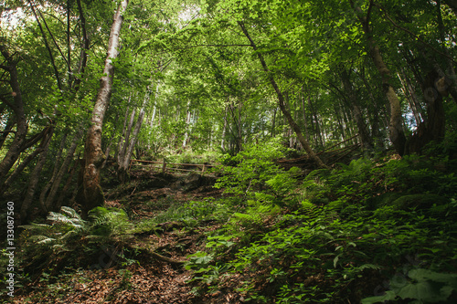 Fotografie, Obraz Mountain forest in Carpathians