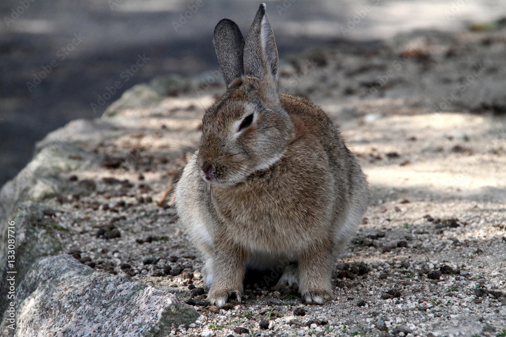 Fototapeta premium 穴ウサギ