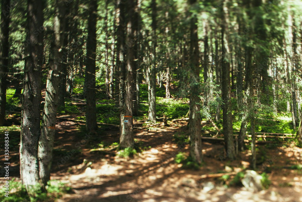 Fototapeta premium Las górski w Karpatach