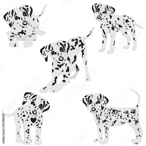 Dalmatians, cute, sad. Vector Illustration. Portrait of Dalmatian Puppy. Dog isolated.
