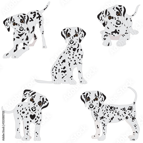 Dalmatians, cute, sad. Vector Illustration. Portrait of Dalmatian Puppy. Dog isolated.