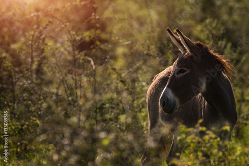 Fotobehang Donkey in a tall grass