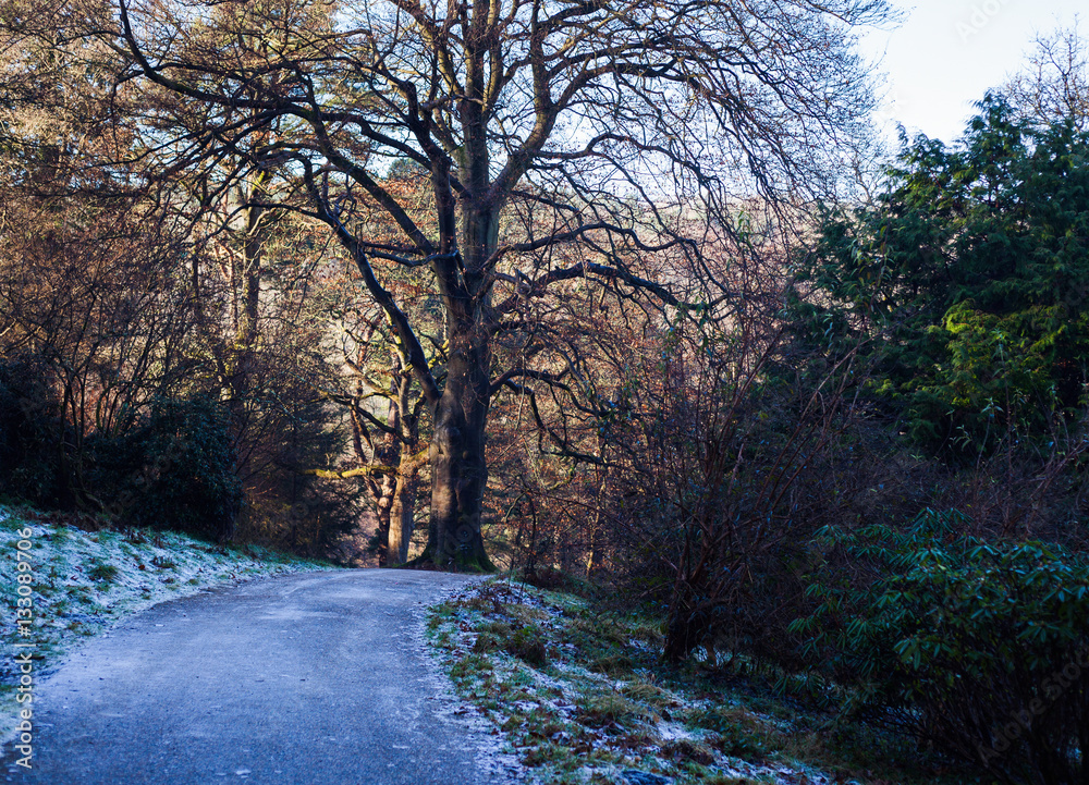 English park in winter morning: icy road, snow on the grass, trees, selective focus English park in winter morning: icy road, snow on the grass, trees, selective focus