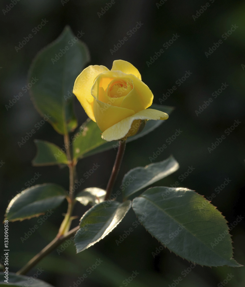 Obraz premium flower