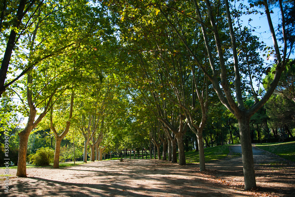 The walkway through the city park