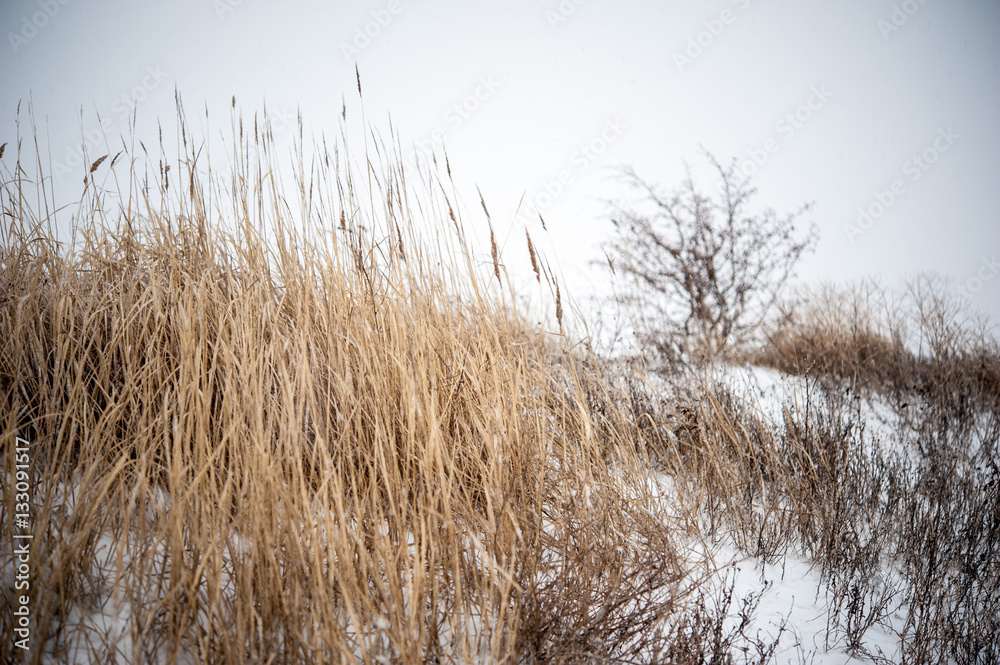 Beautiful landscape with grass and trees covered by snow. Cold day in the snowy winter forest. Toned. Beautiful landscape with grass and trees covered by snow. Cold day in the snowy winter forest. Toned.