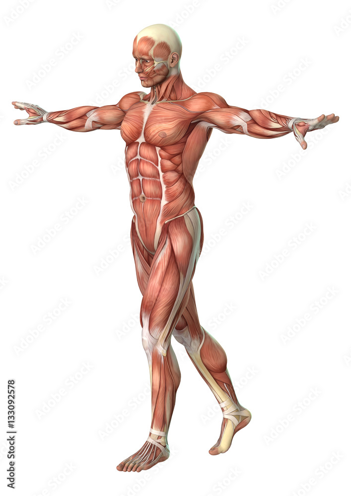 3D Rendering Male Anatomy Figure on White
