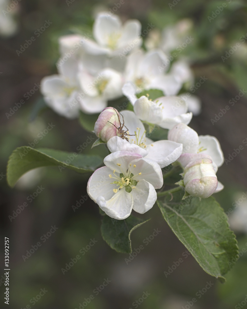 Obraz premium apple-tree