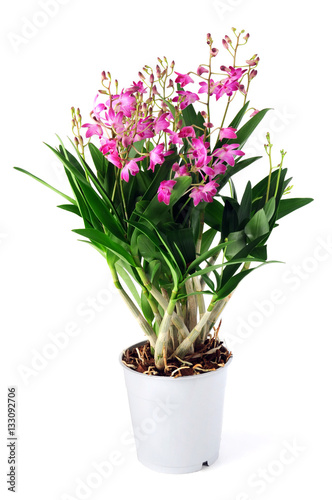 Fototapeta Naklejka Na Ścianę i Meble -  Dendrobium Berry Oda orchid on white isolated background