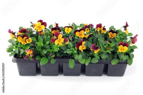 pansy flower seedlings in a tray box on isolated background