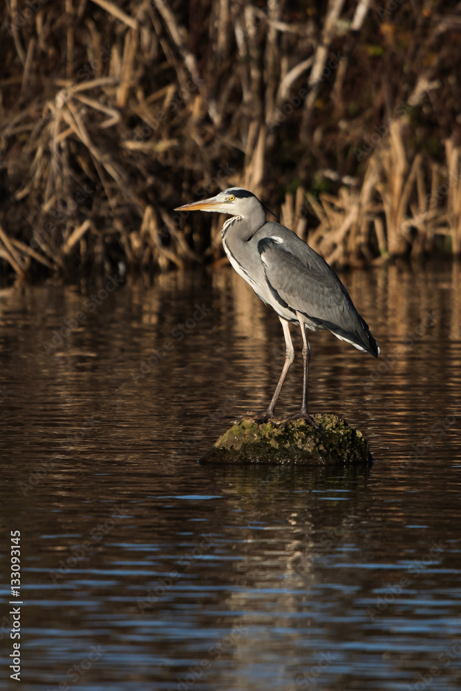 Grey Heron, Heron, Ardea cinerea Grey Heron, Heron, Ardea cinerea