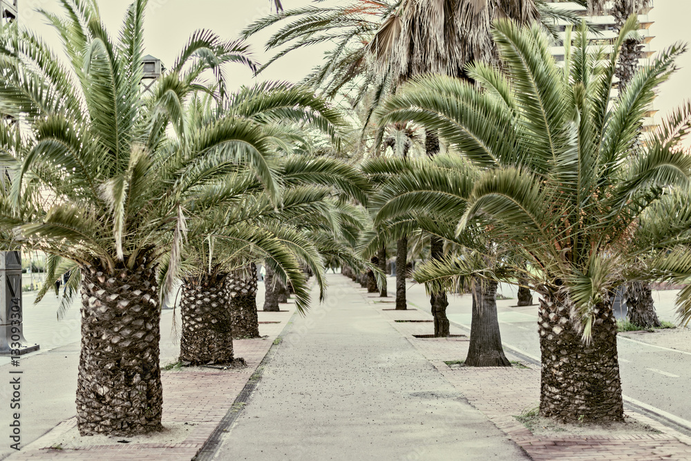 Palm tree alley in Barcelona, Spain Vintage style photo